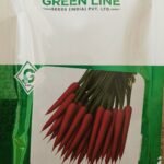 Carrot Seeds